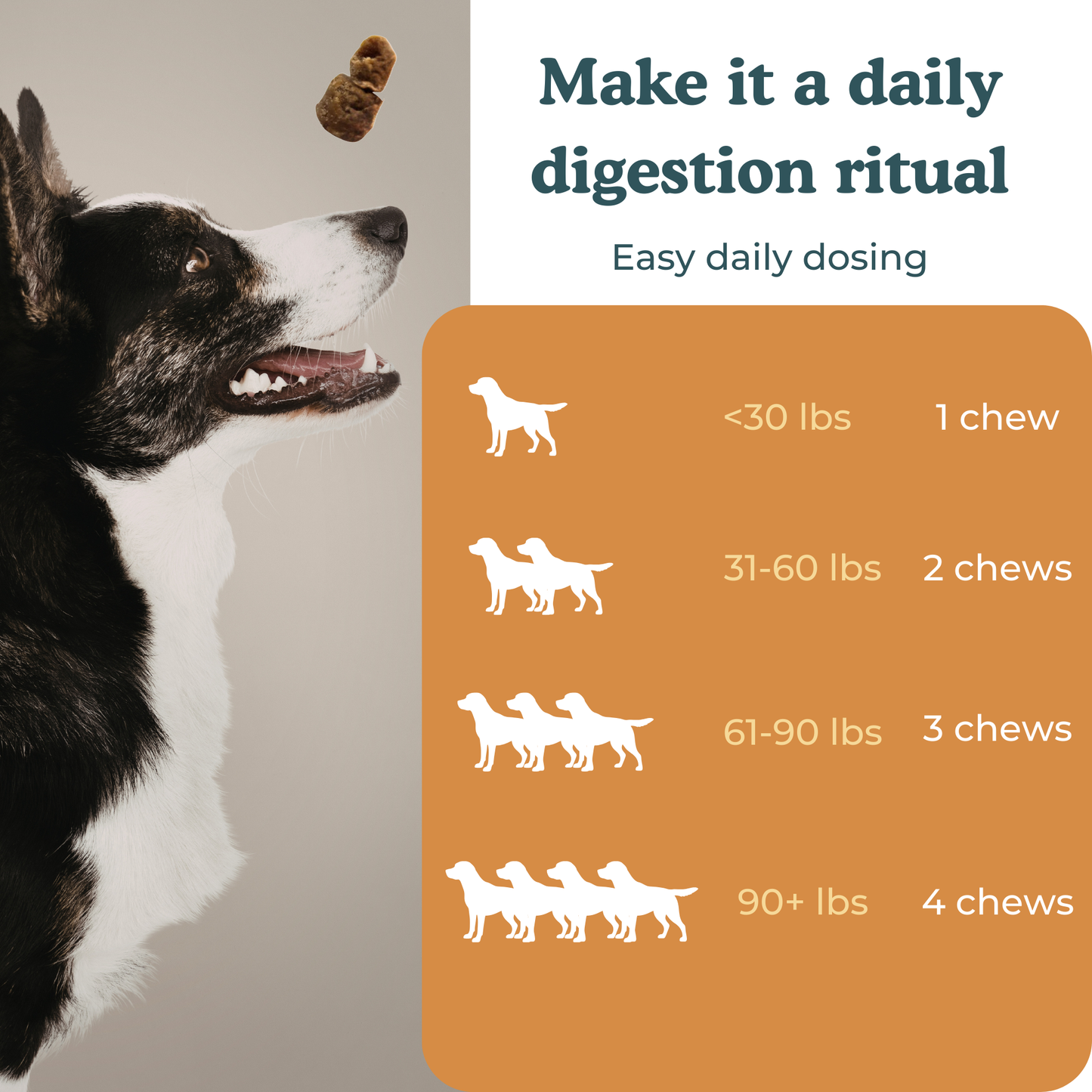 Hair of le Dog - Canine Digestive Health Probiotic Chews 10oz