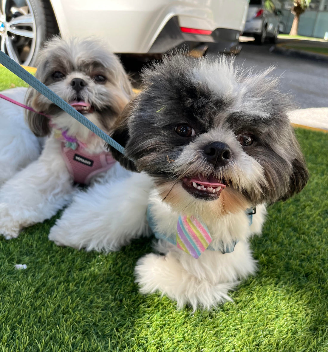 Why I made soft, natural dog treats (after my Shih Tzu kept getting sick). One allergy test later...