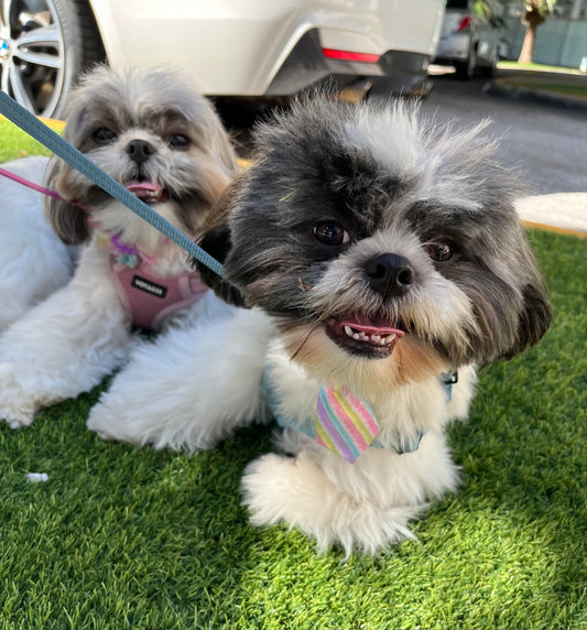 Why I made soft, natural dog treats (after my Shih Tzu kept getting sick). One allergy test later...