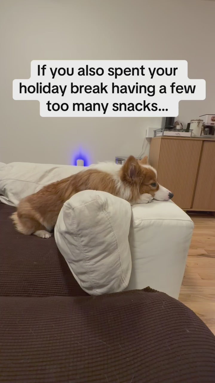 Load video: When you ate too much human food or floor snacks over the holidays, Hair of le Dog probiotics will reset your dog's stomach